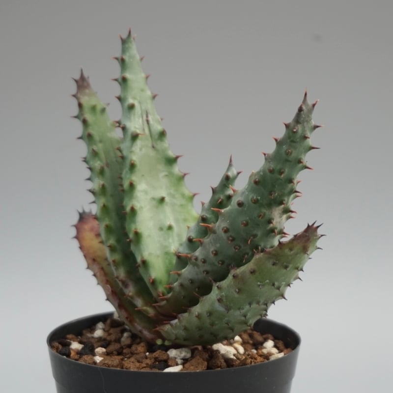 アロエ マルロシー 鬼切丸 Aloe marlothii 001 | Sunny Branch