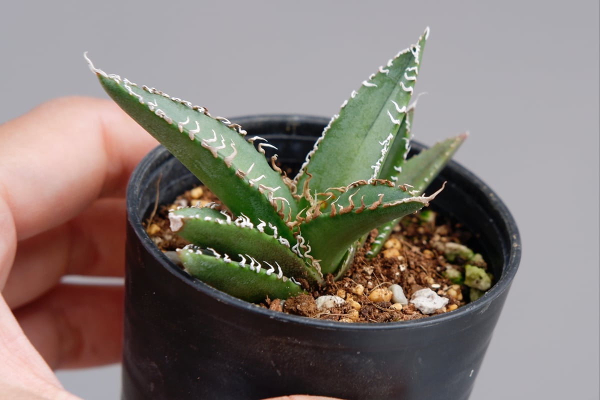 アガベ オテロイ 実生株 Agave oteroi seeding 049 | Sunny