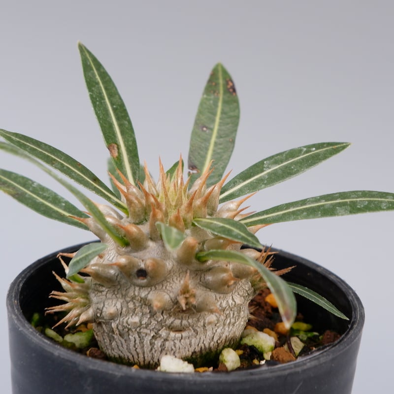 パキポディウム ロスラーツム 実生株 003 Pachypodium rosulatum
