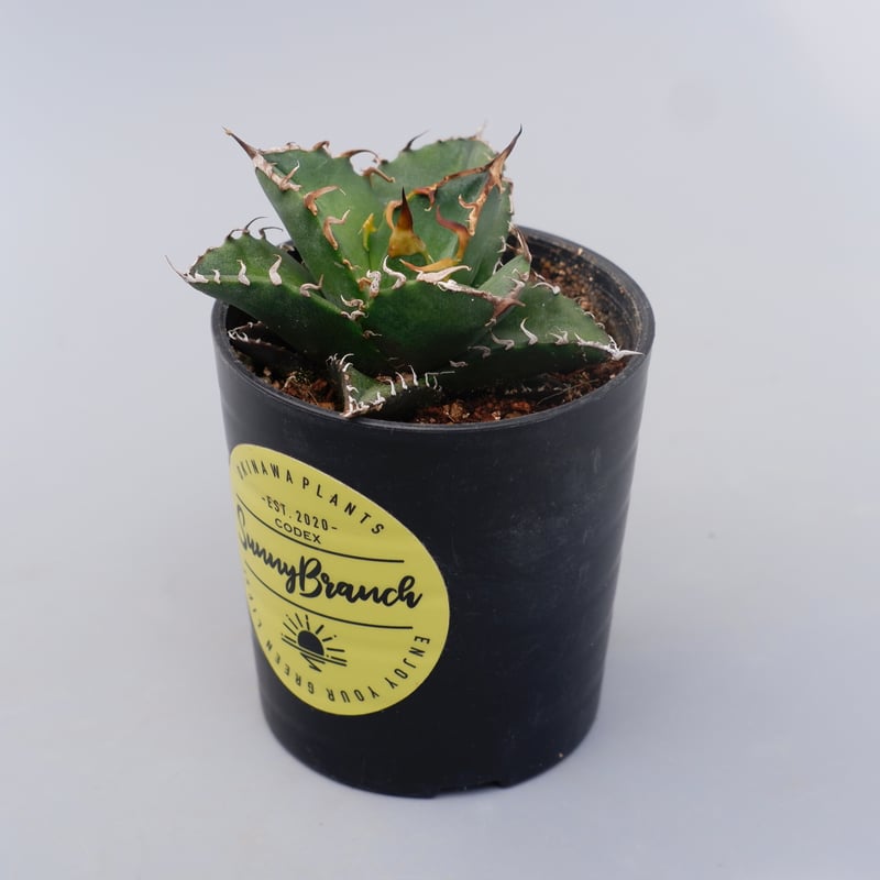 アガベ チタノタ シーザー Agave titanota caesar 115 | Sunny