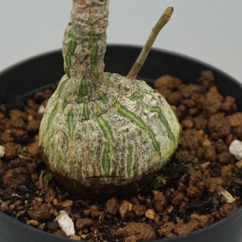 まんまる型 プセウド ボンバックス 048 Pseudobombax ellipticum |