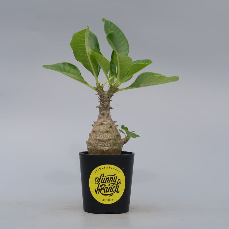 パキポディウム ウィンゾリー 実生株 070 Pachypodium windsorii |