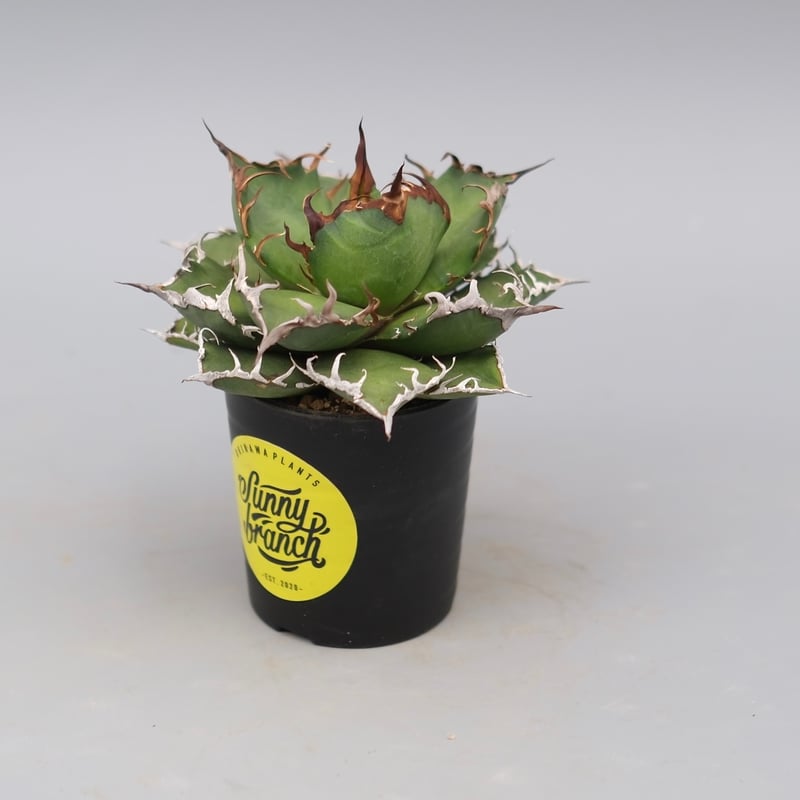 アガベ チタノタ シーザー Agave titanota caesar 148 | Sunny