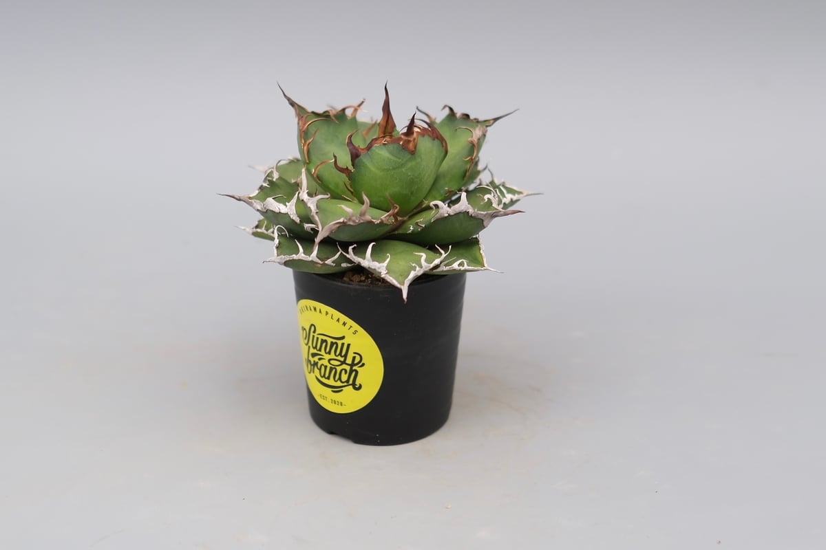 アガベ チタノタ シーザー Agave titanota caesar 148 | Sunny