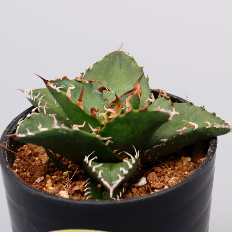 アガベ チタノタ シーザー Agave titanota caesar 113 | Sunny