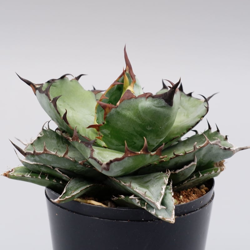 アガベ チタノタ ブラックアンドブルー Agave titanota BB 076 | Sun