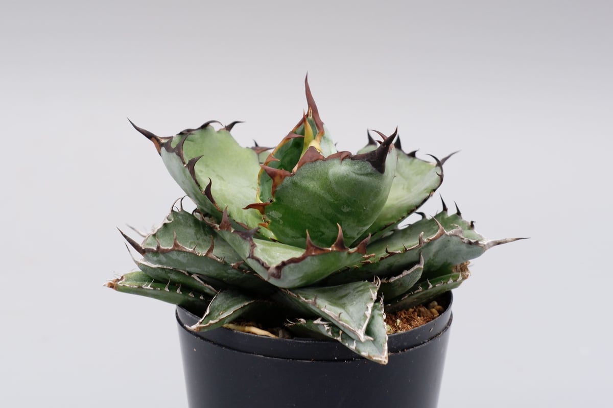アガベ チタノタ ブラックアンドブルー Agave titanota BB 076 | Sun
