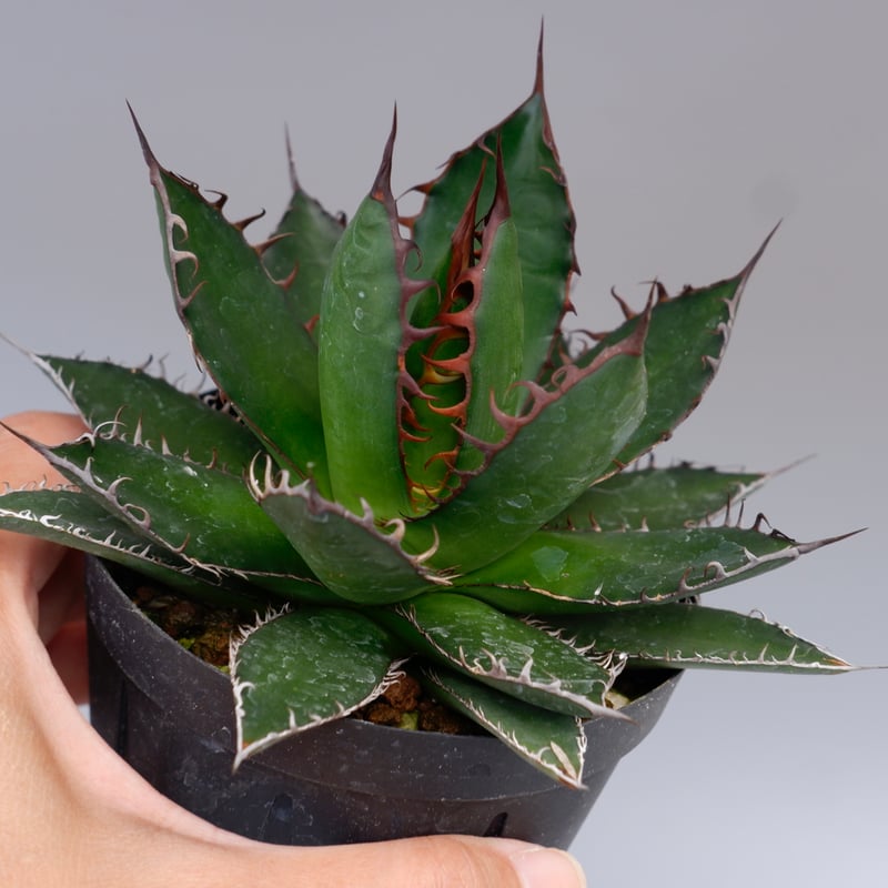 アガベ ホリダ 043 Agave horrida 強棘 | Sunny Branch