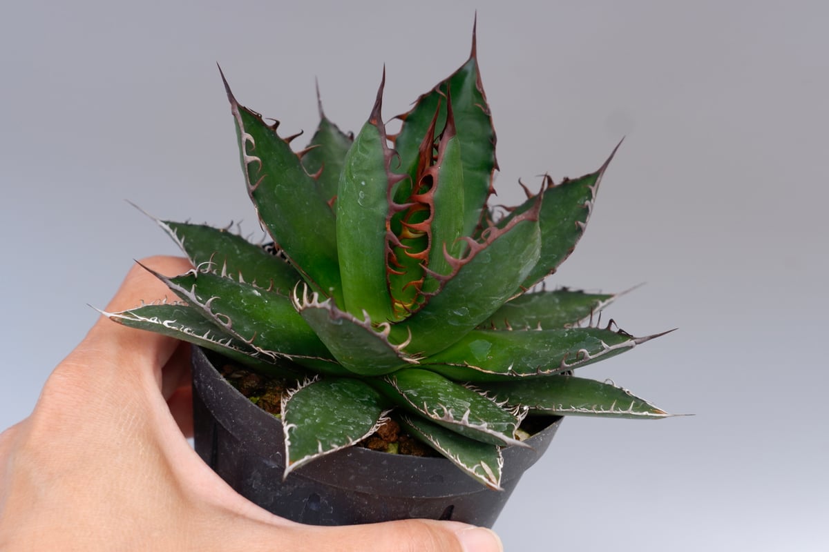 アガベ ホリダ 043 Agave horrida 強棘 | Sunny Branch
