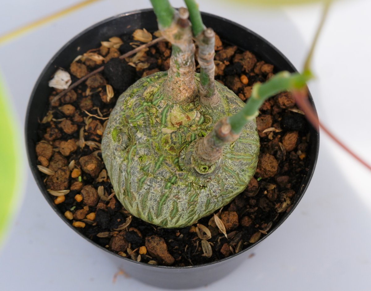 まんまる型 プセウド ボンバックス 024 Pseudobombax ellipticum |