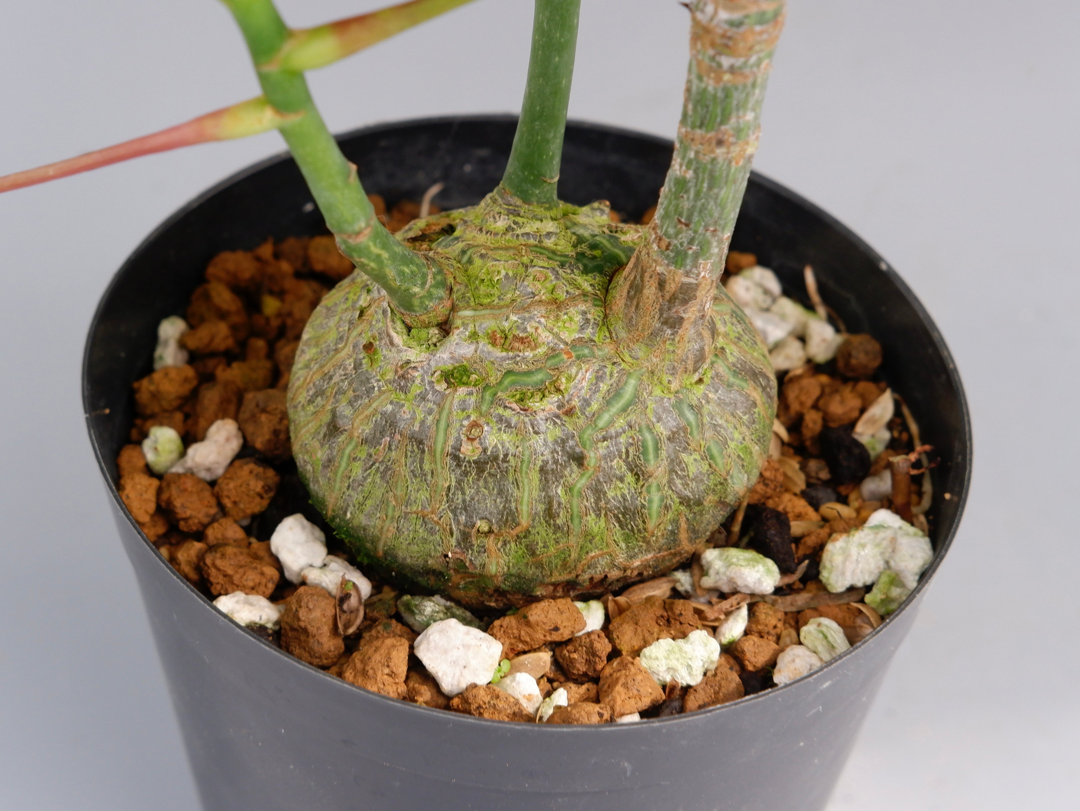 まん丸　大株　プセウド　ボンバックス　発根済　鉢のまま発送　コーデックス まんまる型 プセウド ボンバックス 034 Pseudobombax ellipticum |