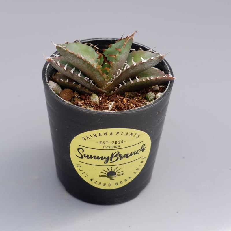 アガベ オテロイ 実生株 Agave oteroi seeding 038 | Sunny