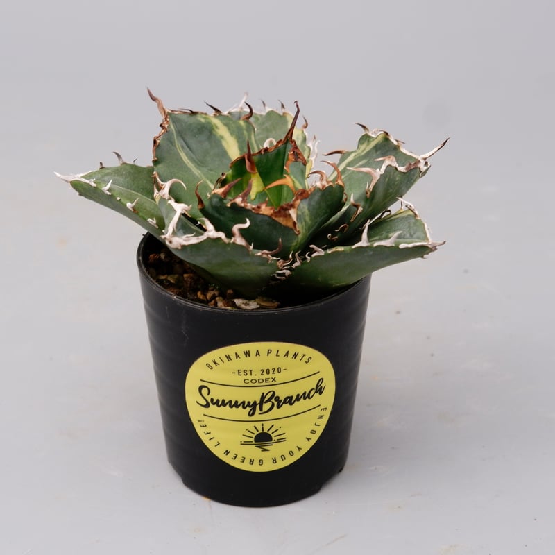 斑入り】アガベ チタノタ 白鯨 Agave titanota white whale 204