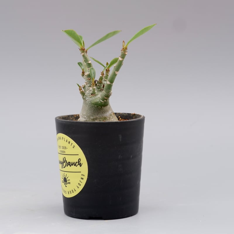 アデニウム ソマレンセ 実生株 Adenium somalense 002 | Sunny