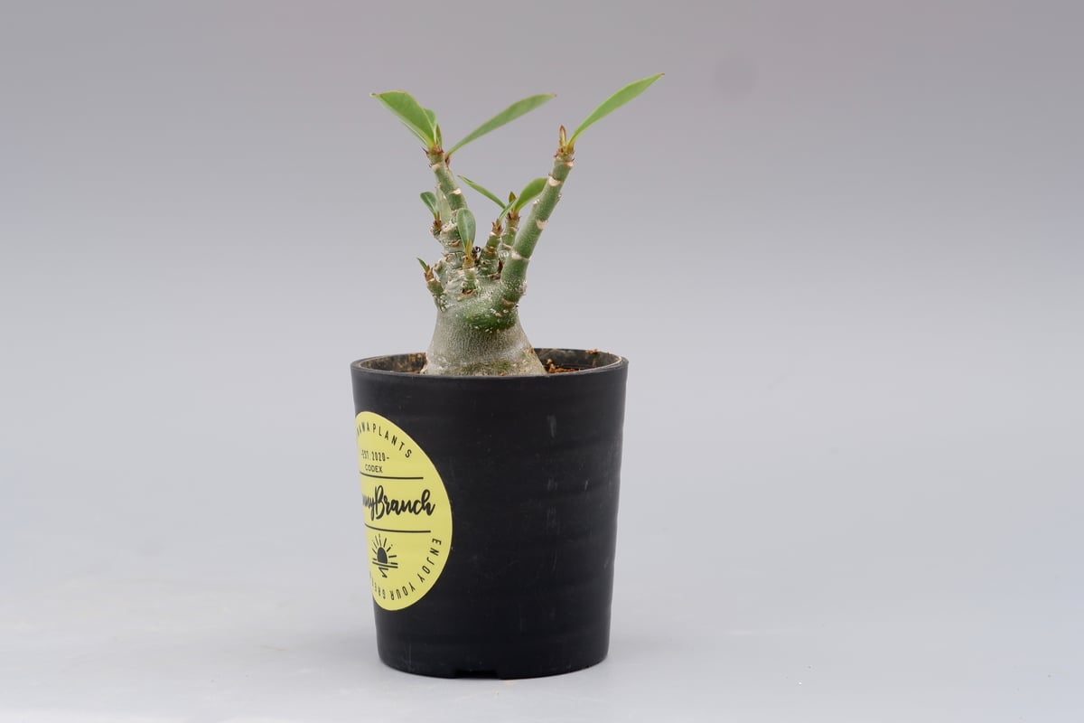 超大株 アデニウム　ソマレンセ アデニウム ソマレンセ タワー「Adenium somalense. Tower 」56H