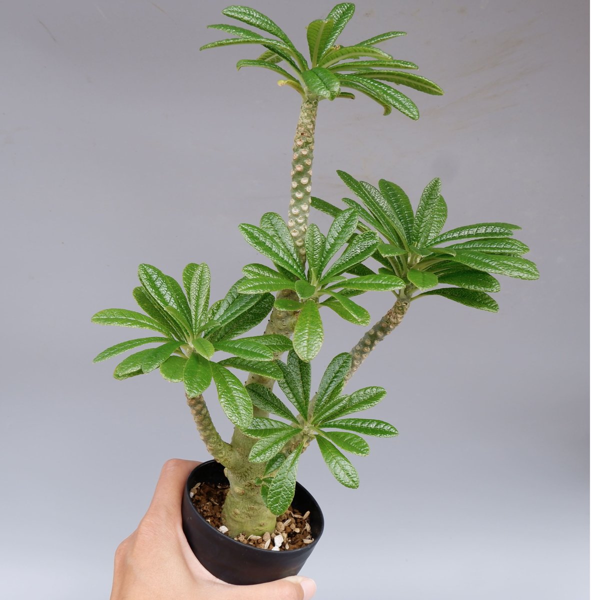 ドルステニア ギガス025 Dorstenia gigas | Sunny Branch