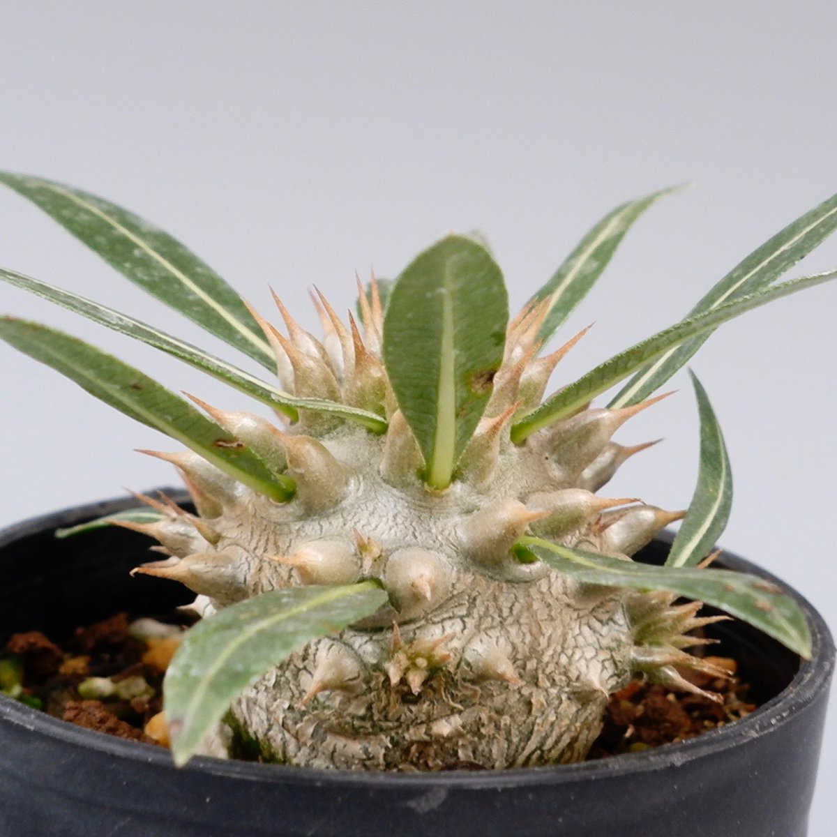パキポディウム ロスラーツム 実生株 003 Pachypodium rosulatum ve