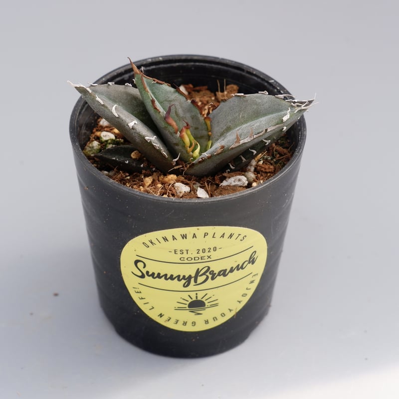 アガベ オテロイ 実生株 Agave oteroi seeding 041 | Sunny