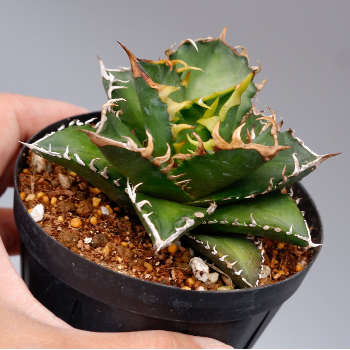 アガベ チタノタ　レッドキャットウィーズル　agave titaonota アガベ チタノタ レッドキャットウィーズル Agave titanota Red