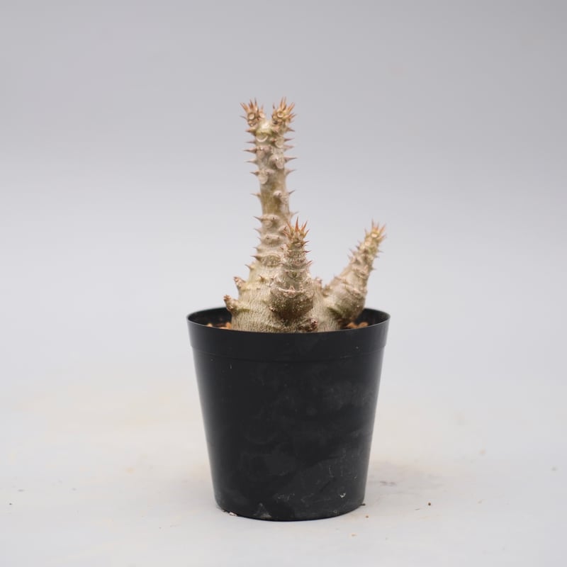 パキポディウム ウィンゾリー 実生株 135 Pachypodium windsorii |