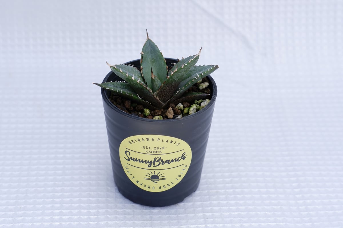 アガベ オテロイ 実生株 Agave oteroi seeding 012 | Sunny