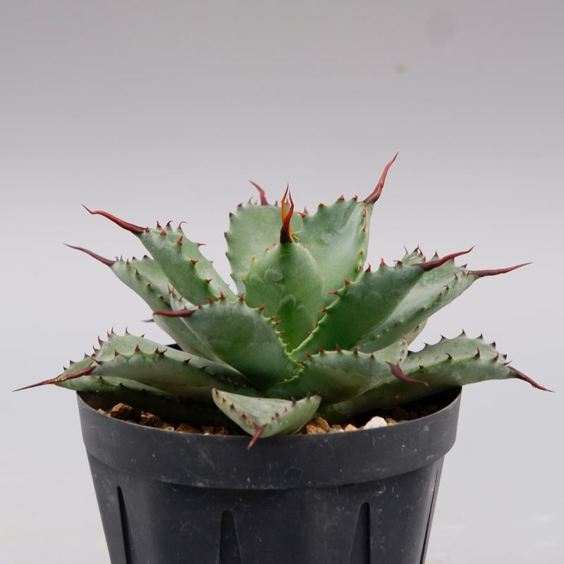 曲刺八雷（八荒殿×雷神 Agave macroacantha × potatorum）八荒雷神