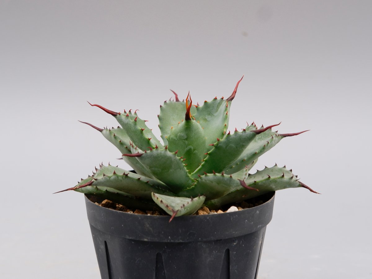 曲刺八雷（八荒殿×雷神 Agave macroacantha × potatorum）八荒雷神