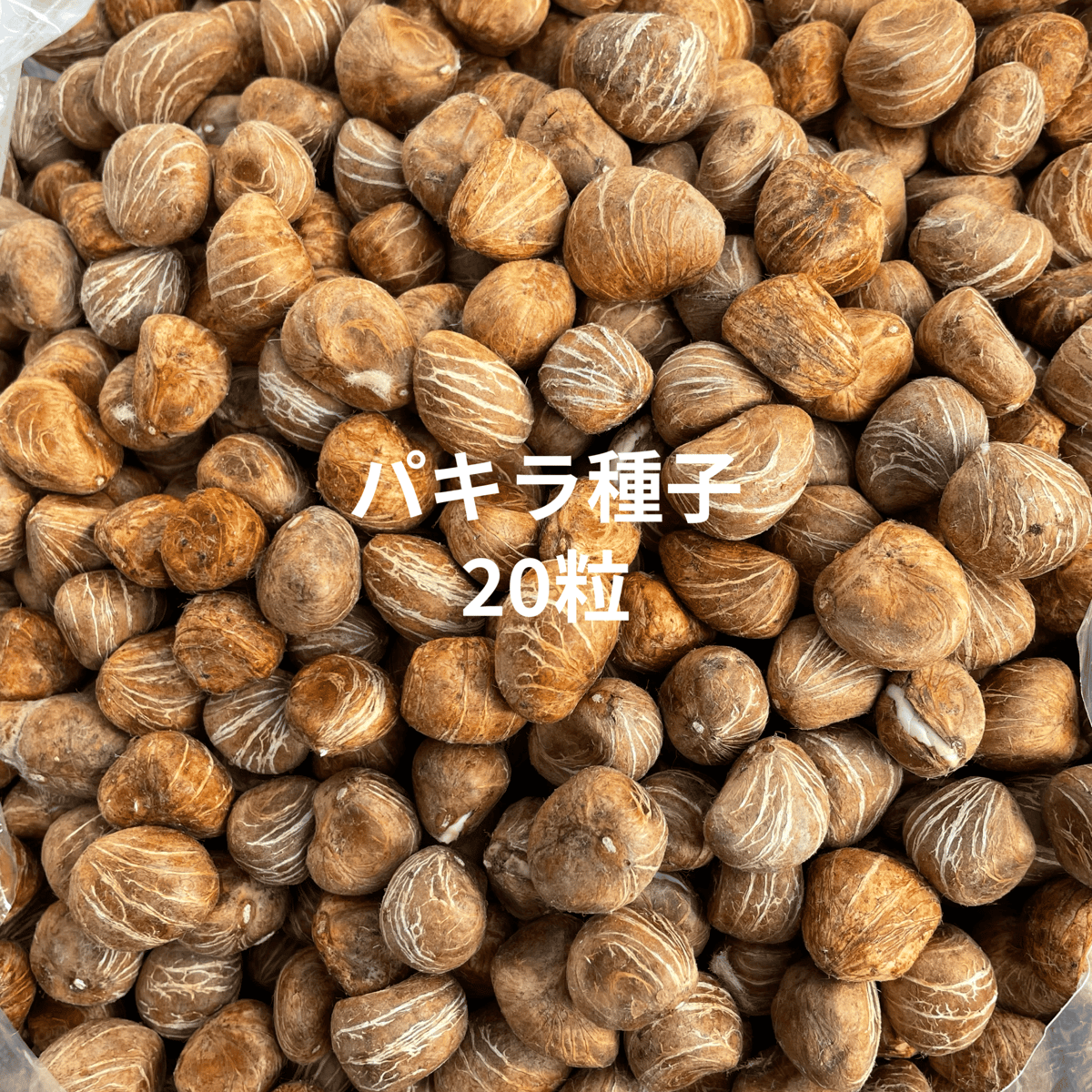 パキラ種子 20粒 Pachira seed | Sunny Branch