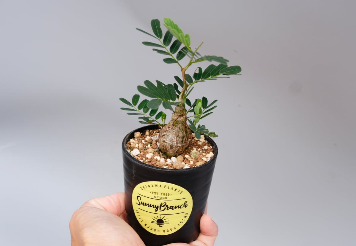 センナ メリディオナリス 実生株 Senna meridionalis 005 | Sunny センナ メリディオナリス 実生株 Senna meridionalis 005 | Sunny