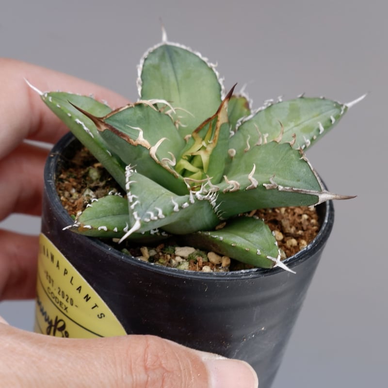 アガベ オテロイ 実生株 Agave oteroi seeding 076 | Sunny