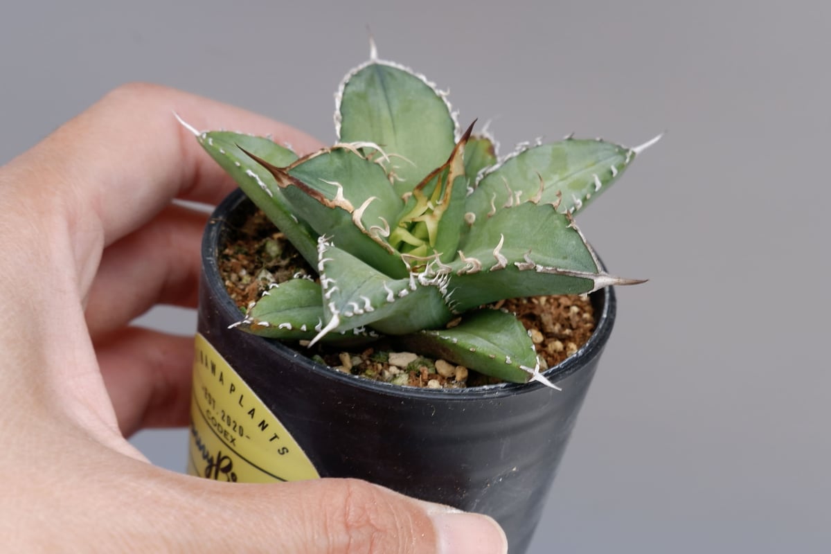アガベ オテロイ 実生株 Agave oteroi seeding 076 | Sunny