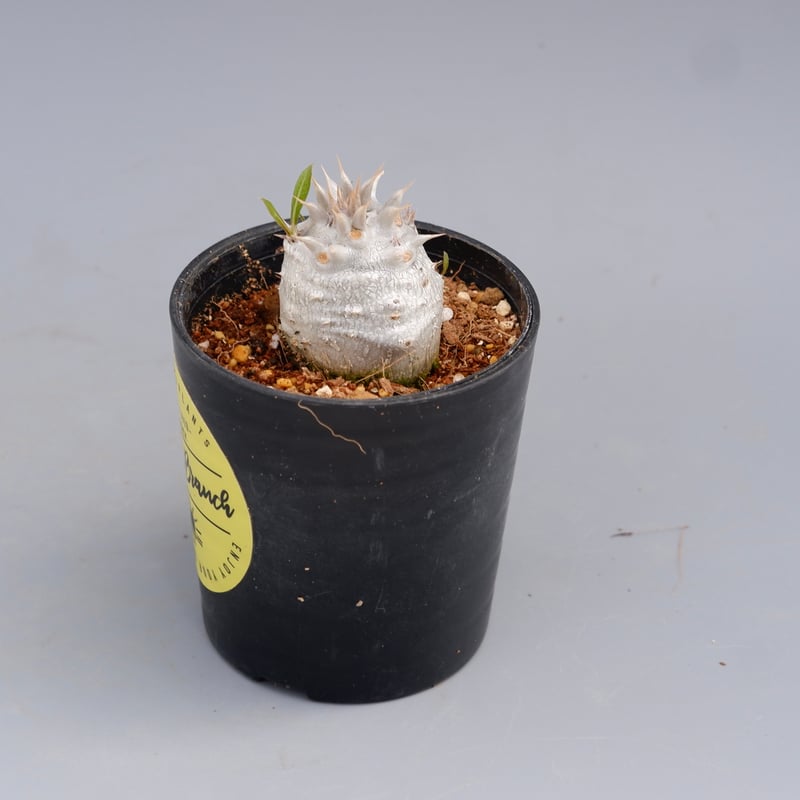 パキポディウム ホロンベンセ 実生株 001 Pachypodium horombense |