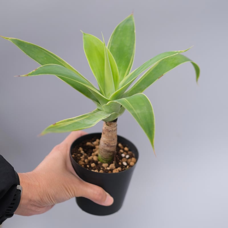 斑入り】アガべ アテナータ Agave attenuata 'Variegata' 003
