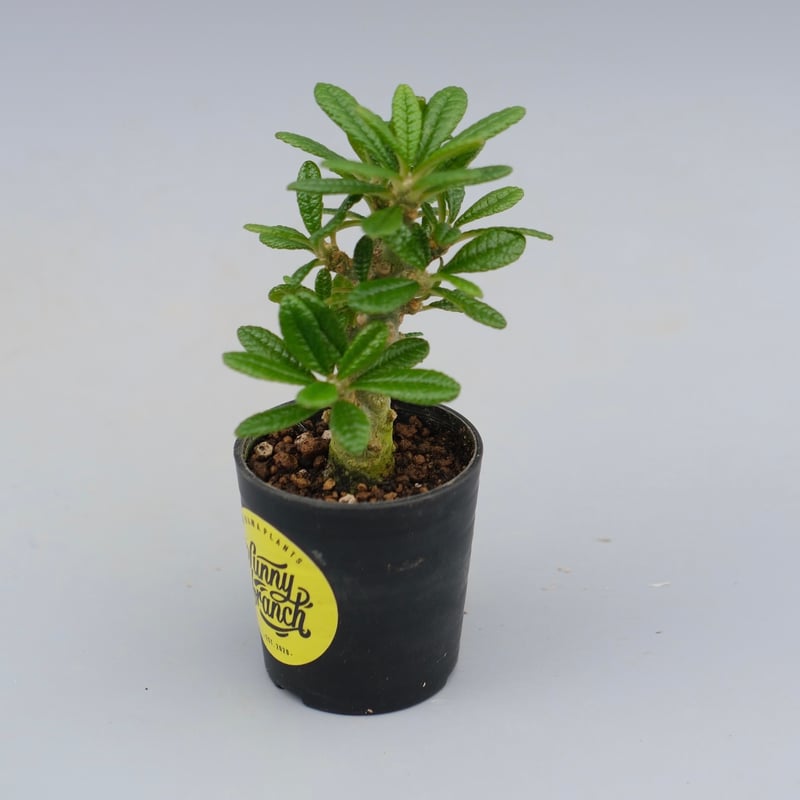 ドルステニア ギガス043 Dorstenia gigas | Sunny Branch