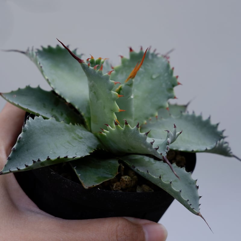 アガベ ポタトラム スポーン002 Agave Potatorum 'SPAWN' | Sun