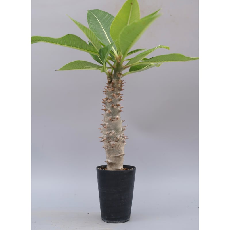 パキポディウム バロニー packypodium baronii 国内実生 大株 パキポディウム バロニー実生株037 Pachypodium baronii | Sunny