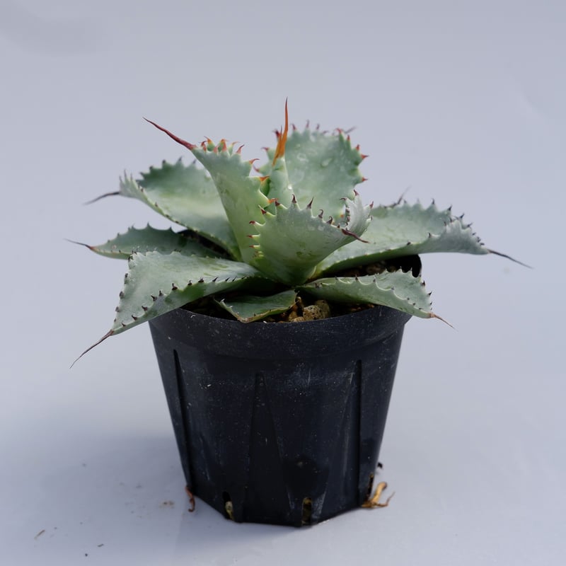 アガベ ポタトラム スポーン002 Agave Potatorum 'SPAWN' | Sun