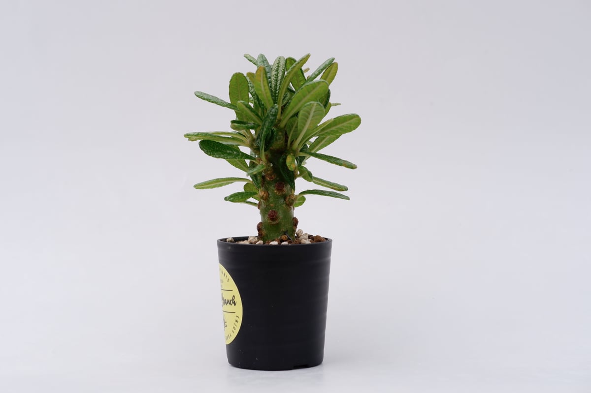 ドルステニア ギガス013 Dorstenia gigas | Sunny Branch