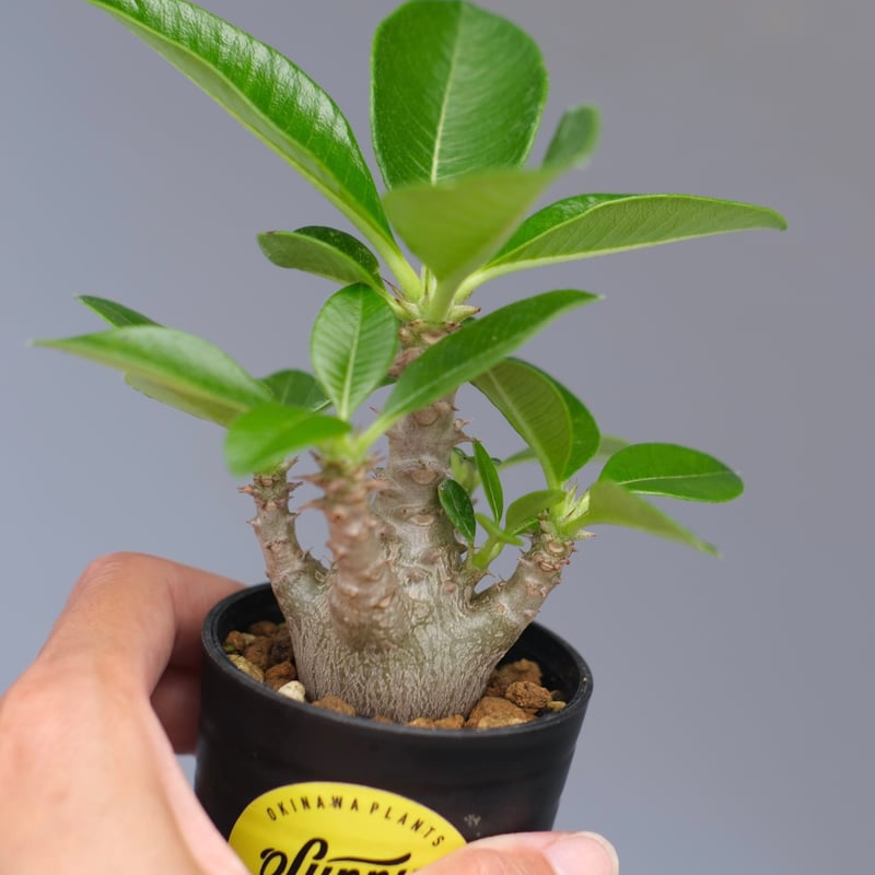 パキポディウム ウィンゾリー 実生株 054 Pachypodium windsorii