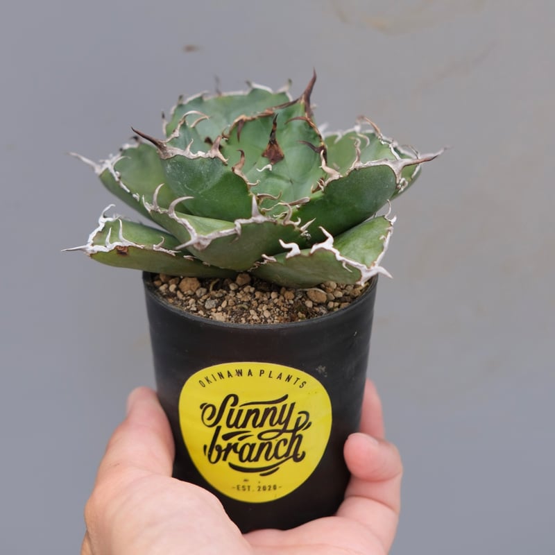 アガベ チタノタ 白鯨 Agave titanota white whale 220 | Su