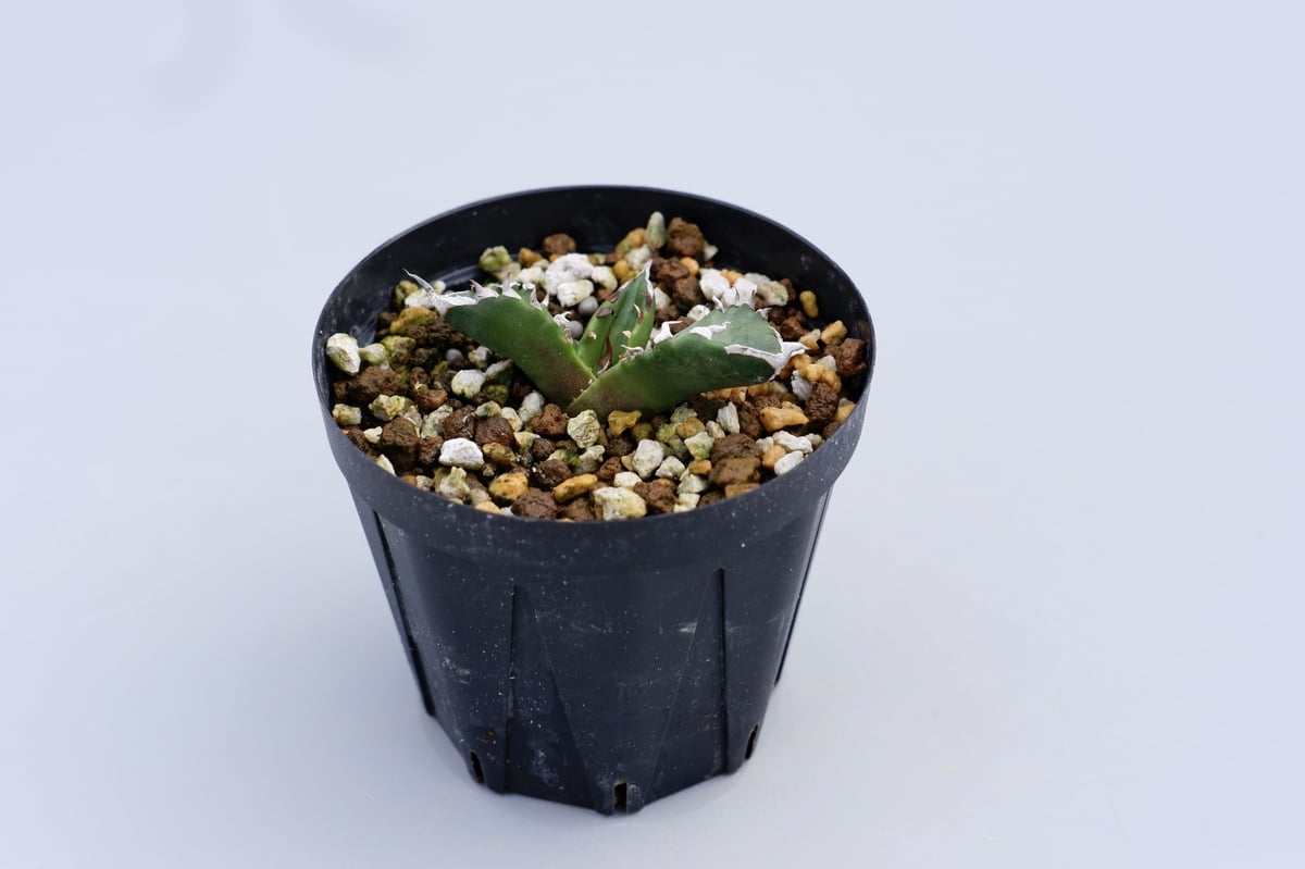 Agave titanota 白火焔 ホワイトファイヤー 014 子株 | Sunny Branch