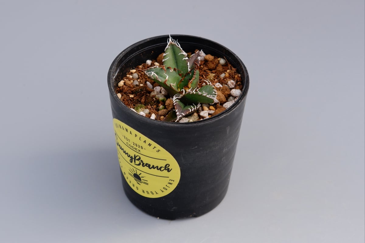 アガベ チタノタ シーザー Agave titanota caesar 047 | Sunny