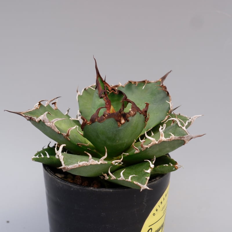 ◆アガベ！シーザー！NO.8◆ ◇アガベ！シーザー！NO.8◇ アガベ・シーザー 4(ML) | trigger