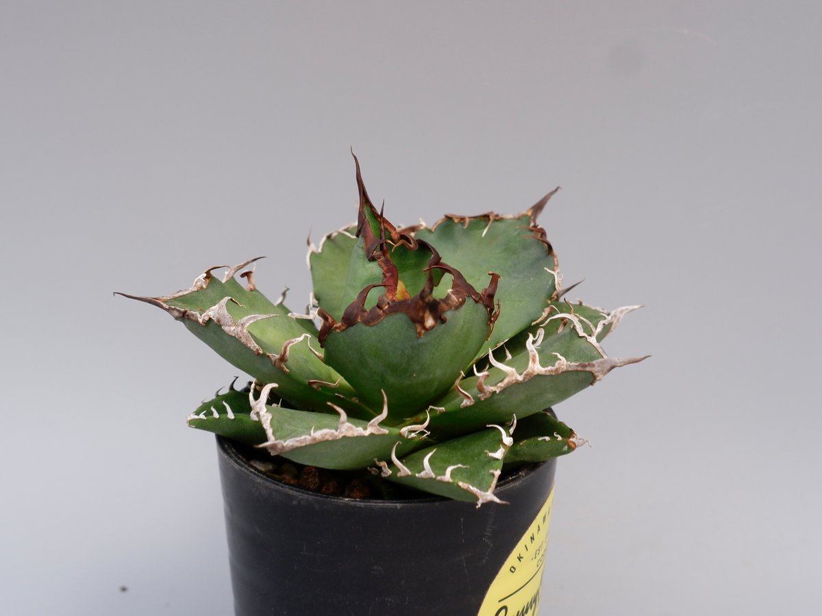 アガベ チタノタ シーザー Agave titanota caesar 147 | Sunny