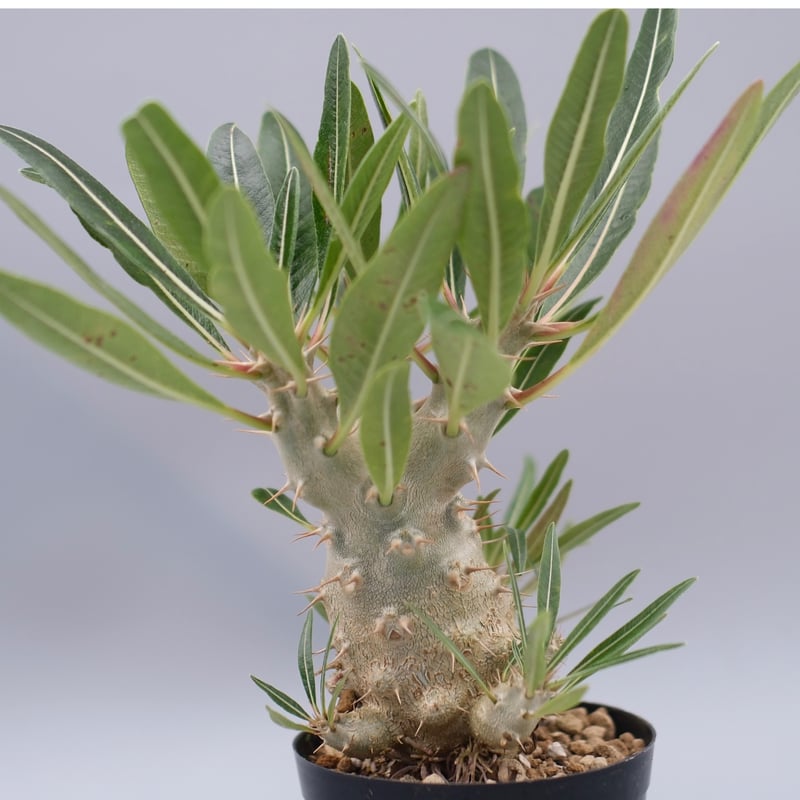 パキポディウム カクチペス 実生株 027 Pachypodium cactipes | Su