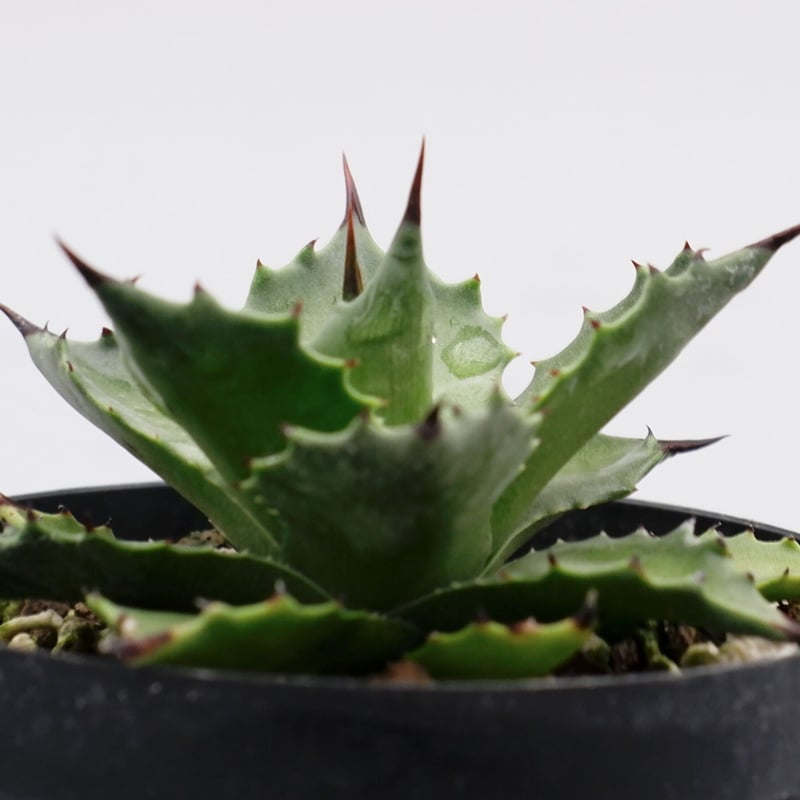 アガベ サロモニー・アガベ マグニフィカ 003 Agave salomonii Agave