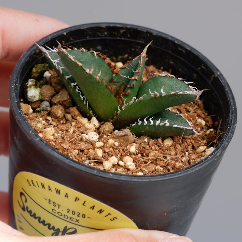 アガベ オテロイ 実生株 Agave oteroi seeding 084 | Sunny