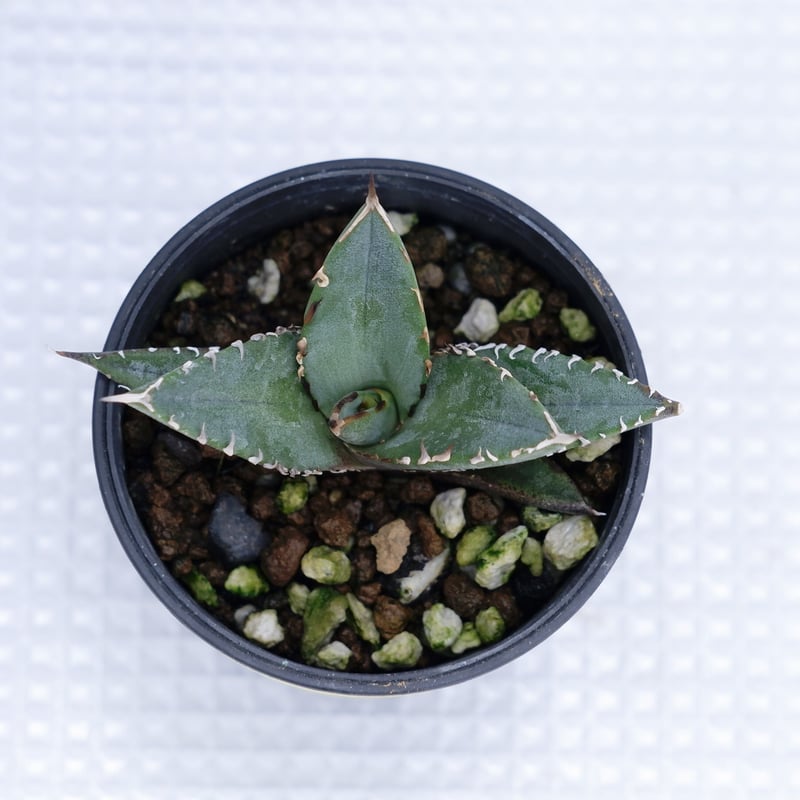 アガベ オテロイ 実生株 Agave oteroi seeding 012 | Sunny