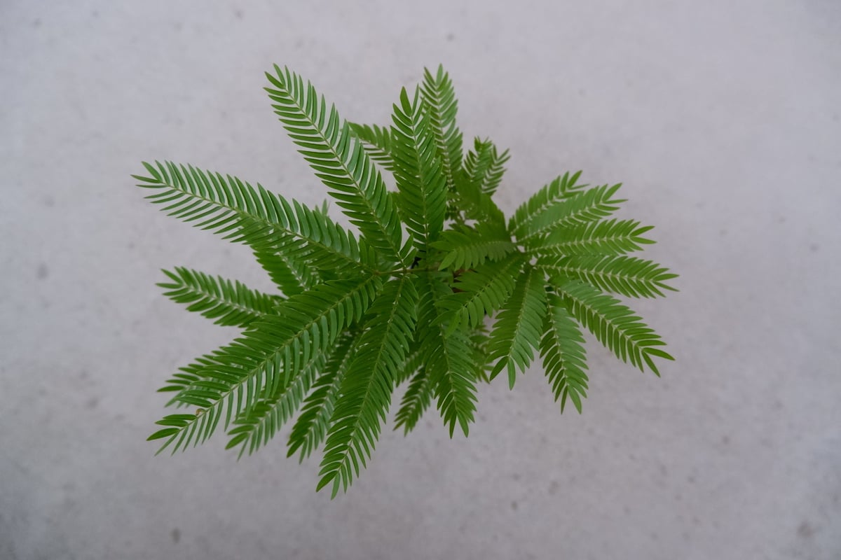 エバーフレッシュ 手乗りサイズ② | Sunny Branch