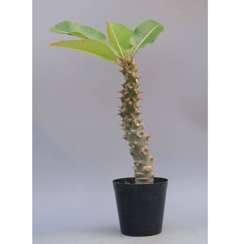 パキポディウム バロニー実生株042 Pachypodium baronii | Sunny